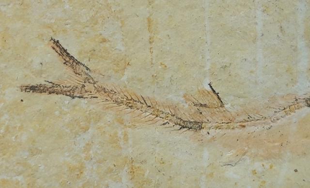 Leptolepides sprattiformis (BLAINVILLE 1818) - Bild © FossNet FossilienStore